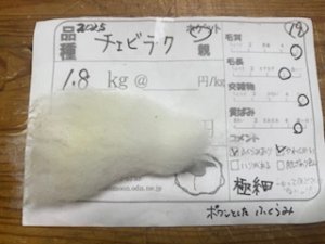画像1: １０％OFF　送料無料！酒井さんのフリース(19)チェビオットXテクセル　白　ホゲット1.8K (1)