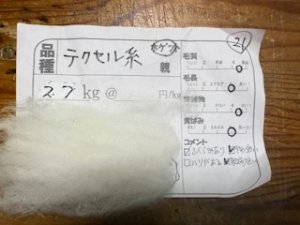 画像1: 小分け　５分割パック！酒井さんのフリース(21）テクセル系　白　ホゲット550ｇ (1)