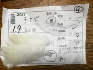 画像1: １０％OFF！送料無料！酒井さんのフリース(4）チェビ系　白　親1.９K (1)