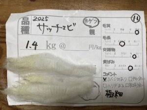 画像1: １０％OFF 送料無料！酒井さんのフリース(11)サッチェビ　ホゲット　1.4K (1)