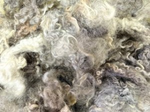 画像2: クリクリの巻き毛　天然色「グレイ系MIX」 (2)