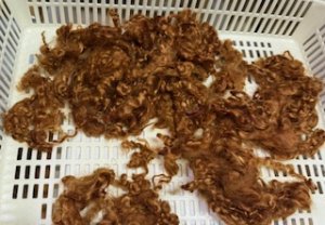 画像1: クリクリの巻き毛　染色　「濃い黄味のブラウン系」 (1)