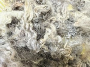 画像1: クリクリの巻き毛　天然色「グレイ系MIX」 (1)