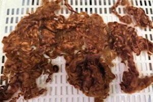 画像1: クリクリの巻き毛　染色　「濃いブラウン系」 (1)