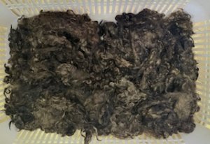 画像2: Comming Soon！OUTLET クリクリの巻き毛　染色　「ダークブラウン系MIX」 (2)