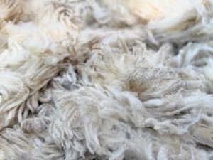 画像7: ★送料無料★国産羊毛　酒井さんのフリース「テクセル系」親　白2.3K　NO.12 (7)