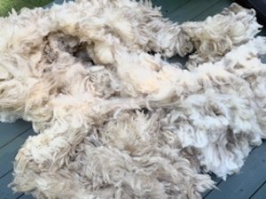 画像2: ★送料無料★国産羊毛　酒井さんのフリース「テクセル系」親　白2.3K　NO.12 (2)