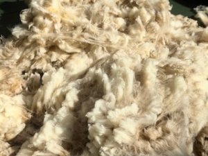 画像8: 国産羊毛　酒井さんのフリース「サフォークXチェビオット」ホゲット　白1.8K　NO.10 (8)
