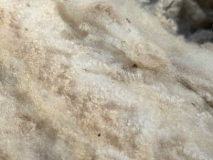 画像11: 国産羊毛　酒井さんのフリース「サフォークXチェビオット」ホゲット　白1.8K　NO.10 (11)