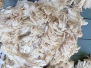 画像4: ★送料無料★国産羊毛　酒井さんのフリース「いいとこどり」白2.0K　NO.21 (4)