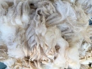 画像7: ★送料無料★国産羊毛　酒井さんのフリース「いいとこどり」白2.0K　NO.21 (7)