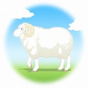 画像1: 国産羊毛「酒井さんの白羊毛」白15ｇ (1)