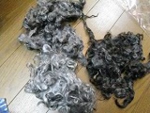 画像2: 房のままの羊　「ナチュラル　グレイ系巻き毛」 (2)